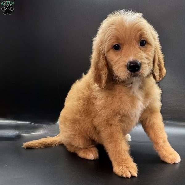 Tank, Mini Goldendoodle Puppy